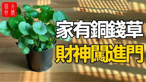 銅錢草玄關|家中招財6植物！命理師列「4最佳擺放位置」 大門擋。